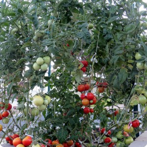 2. The Early Girl tomato plant is growing very well in the Waterboxx plant cocoon