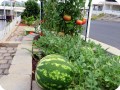 2. You can grow watermelons in your garden with success if you grow them with the Waterboxx plant cocoon