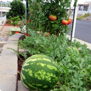2. You can grow watermelons in your garden with success if you grow them with the Waterboxx plant cocoon