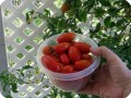 20. 20171219 Almost 650 grams of tomatoes harvested again from the Juliet tomato plant