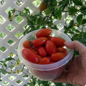 20. 20171219 Almost 650 grams of tomatoes harvested again from the Juliet tomato plant