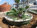 21 Besides lettuce  you can grow an eggplant in a water saving way with the Waterboxx 