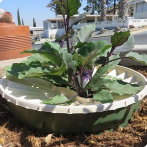 21 Besides lettuce  you can grow an eggplant in a water saving way with the Waterboxx 