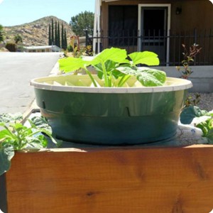 22 Grow squash in your garden and save water