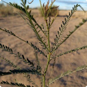 29 Healthy Mezquite tree  var. Prosopis glandulaosa  in Growboxx plant cocoon develops its leaves very fast