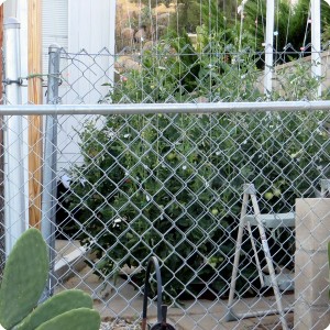 3. 20170621 One young Big Beef tomato plant growin in the Waterboxx in confined area  but protested by producing over 59 lbs  26 kg  of fruit anyway by July 30th