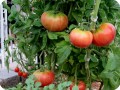 3. Besides watermelons  you can grow tomatoes in a water saving way with the Waterboxx   even if you face heat summers