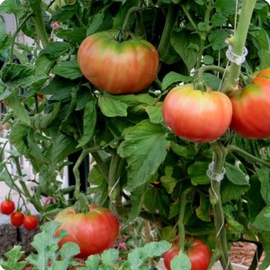 3. Besides watermelons  you can grow tomatoes in a water saving way with the Waterboxx   even if you face heat summers