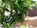 3. The peppers are ready for harvesting and are delicous for a home made salad