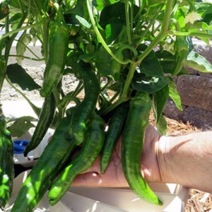 3. The peppers are ready for harvesting and are delicous for a home made salad