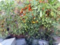 4. 20170711 Sweet Million cherry tomatoes in the Waterboxx pant cocoon. Bill let it sprawl over the side of the wall. Over 30 lbs  13 kg  of fruit so far. The flavour is very agreeable  sweet