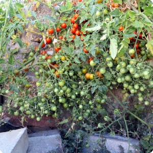 4. 20170711 Sweet Million cherry tomatoes in the Waterboxx pant cocoon. Bill let it sprawl over the side of the wall. Over 30 lbs  13 kg  of fruit so far. The flavour is very agreeable  sweet