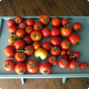 4. Tomatoes from the Early Girl that have been growing in the water saving Waterboxx plant cocoon 