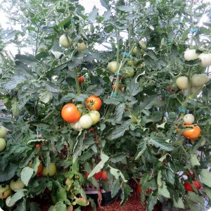 5. 20170714 Big Beef  two to three pounds of fruit are now maturing daily. He is sharing them with some happy friends and neighbours who love the flavour