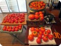 5. Tomatoes from the Early Girl and Stupice combined after harvesting