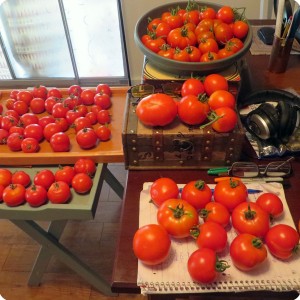 5. Tomatoes from the Early Girl and Stupice combined after harvesting