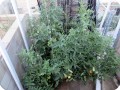 7. 20170714 Big Beef variety  all one plant growing in the Waterboxx. This view let you see the size of the pant. Because Bill grew it in such a small area  some extra pruning would have made it more managable