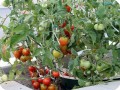 7. Tomatoes on the Stupice tomato plant