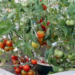 7. Tomatoes on the Stupice tomato plant