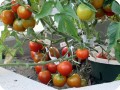8. A more detailed look on the tomatoes on the Stupice variety. The results are amazing so far  even while facing high temperatures