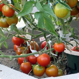 8. A more detailed look on the tomatoes on the Stupice variety. The results are amazing so far  even while facing high temperatures