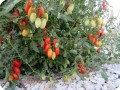 9. 20170722 Juliet tomatoes are growing very well in the water saving Waterboxx plant cocoon