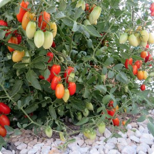 9. 20170722 Juliet tomatoes are growing very well in the water saving Waterboxx plant cocoon