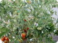 9. Many red tomatoes on the Stupice in Bill s garden  they are growing very good with the help of the Waterboxx plant cocoon