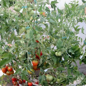 9. Many red tomatoes on the Stupice in Bill s garden  they are growing very good with the help of the Waterboxx plant cocoon