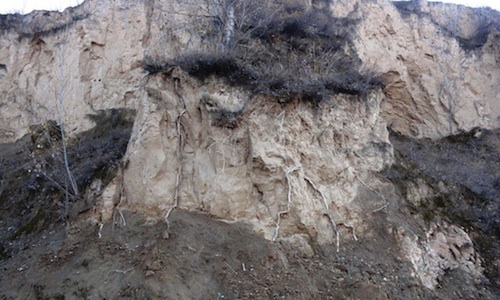 Cuanto más oscuro sea el suelo, más agua se puede encontrar aquí. El árbol "bebe" esta agua a través de sus raíces.