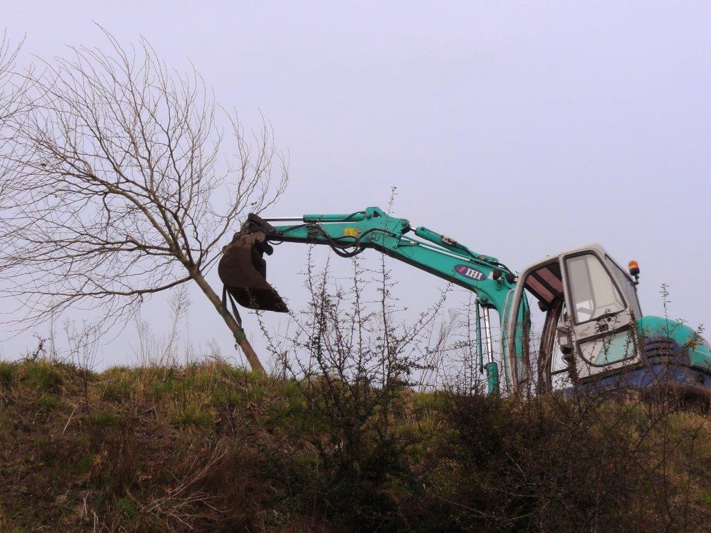 Bomen kunnen omwaaien wanneer het wortelsysteem niet goed is ontwikkeld