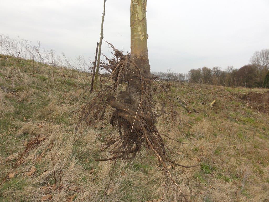 Niet herstelde in cirkels groeiende pen wortels. Bij bomen horen de wortels naar beneden te groeien.