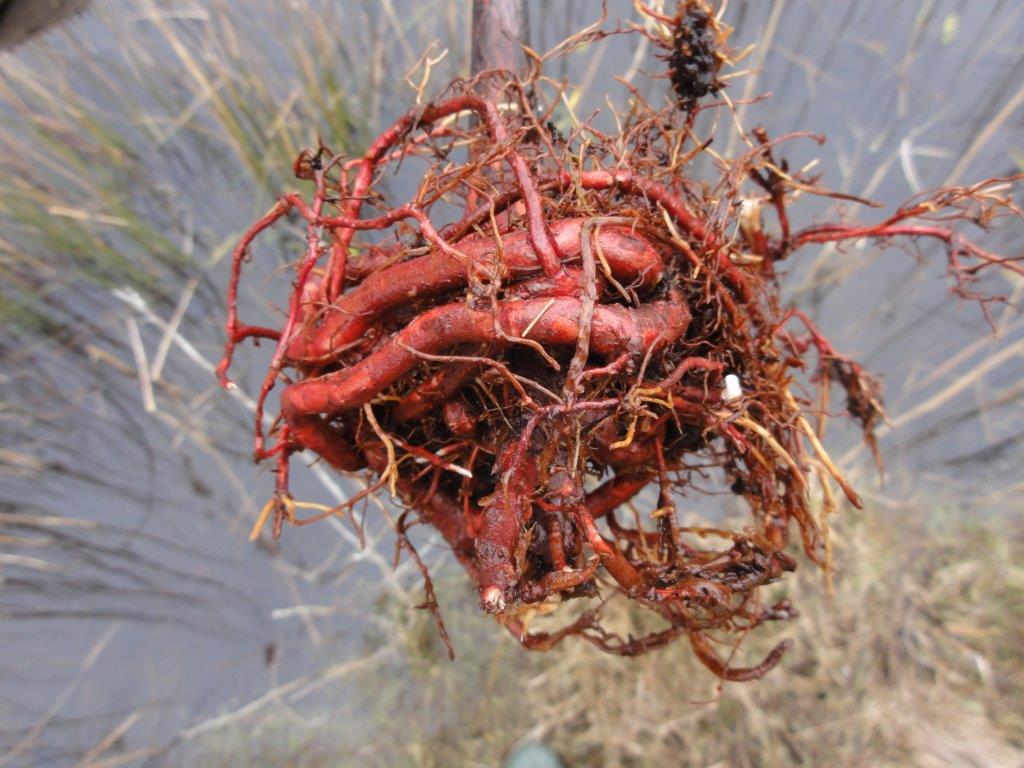 Wanneer de penwortels van een boom of plant in de rondte groeien, is het wortelsysteem vernield