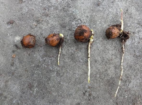 het wortelstelsel van een zaad in verschillende stadia tijdens de groei