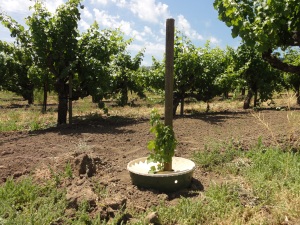 In de Groasis Waterboxx kan zowel een steunpaal als een plant worden geplaatst