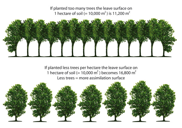 Door minder bomen te planten per hectare, vergroot je het assimilatieoppervlak