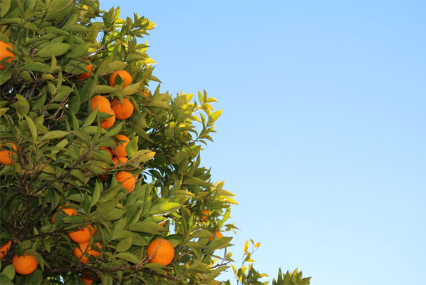 Micro-crédito é o melhor instrumento para reflorestar o mundo com árvores frutíferas