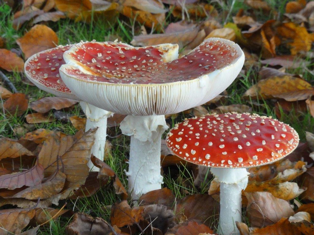 Mushrooms - Red with white dots