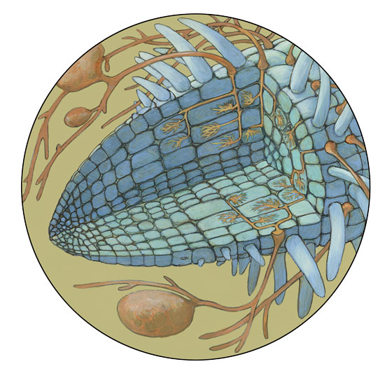 The hyphae of mycorrhizal fungi are only a single cell wide, and they penetrate a root’s cell wall to facilitate nutrient exchanges between the fungi and the root tip