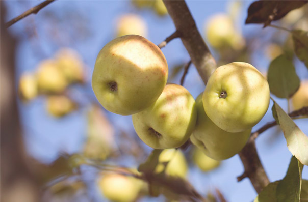 In The Treesolution we can solve the food problem in a money making way