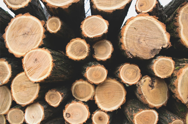 Bois de chauffage : de plus en plus de coupes illégales