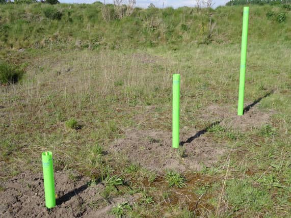 Proteja sus plantas y árboles contra animales de pastoreo como ovejas, cabras y conejos con el protector de plantas de Groasis