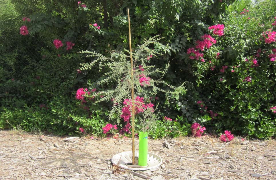 The plant with the Groasis Growsafe Telescoprotexx grows much faster and better!