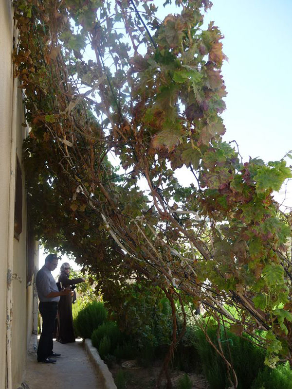 Grapes 2 years after planting with the Waterboxx plant cocoon have grown a couple of meters into the air