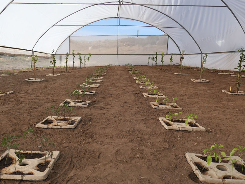 1 Growboxx plant cocoon in Ensenada Mexico planted in a simple plastic tunnel April 24 2018 avg night temp 11 degrees Celsius