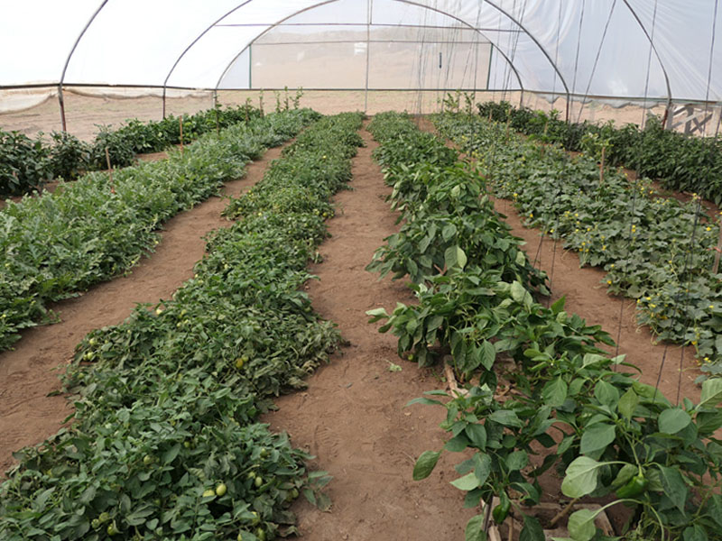 20 Growboxx plant cocoon Ensenada Mexico in a simple plastic tunnel with trees in combination with vegetbales or with vegetables only July 24 2018kopie