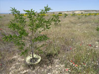 Life projects in Spain planting with the Groasis technology at 5 different locations