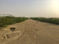 Planting trees in Kuwait