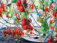 Urban farming in a water saving and sustainable way