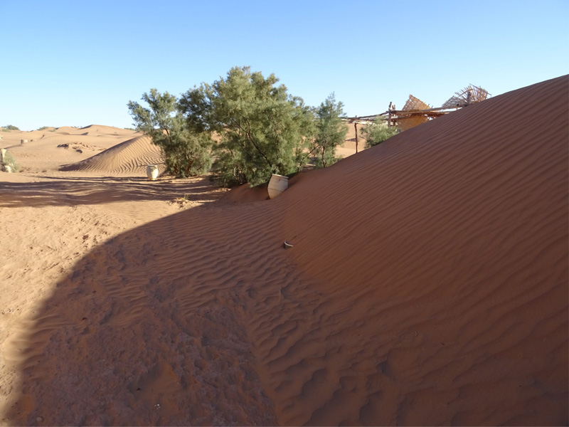 2. Walking sandunes of Le Petit Prince the dunes are walking over some of the trees